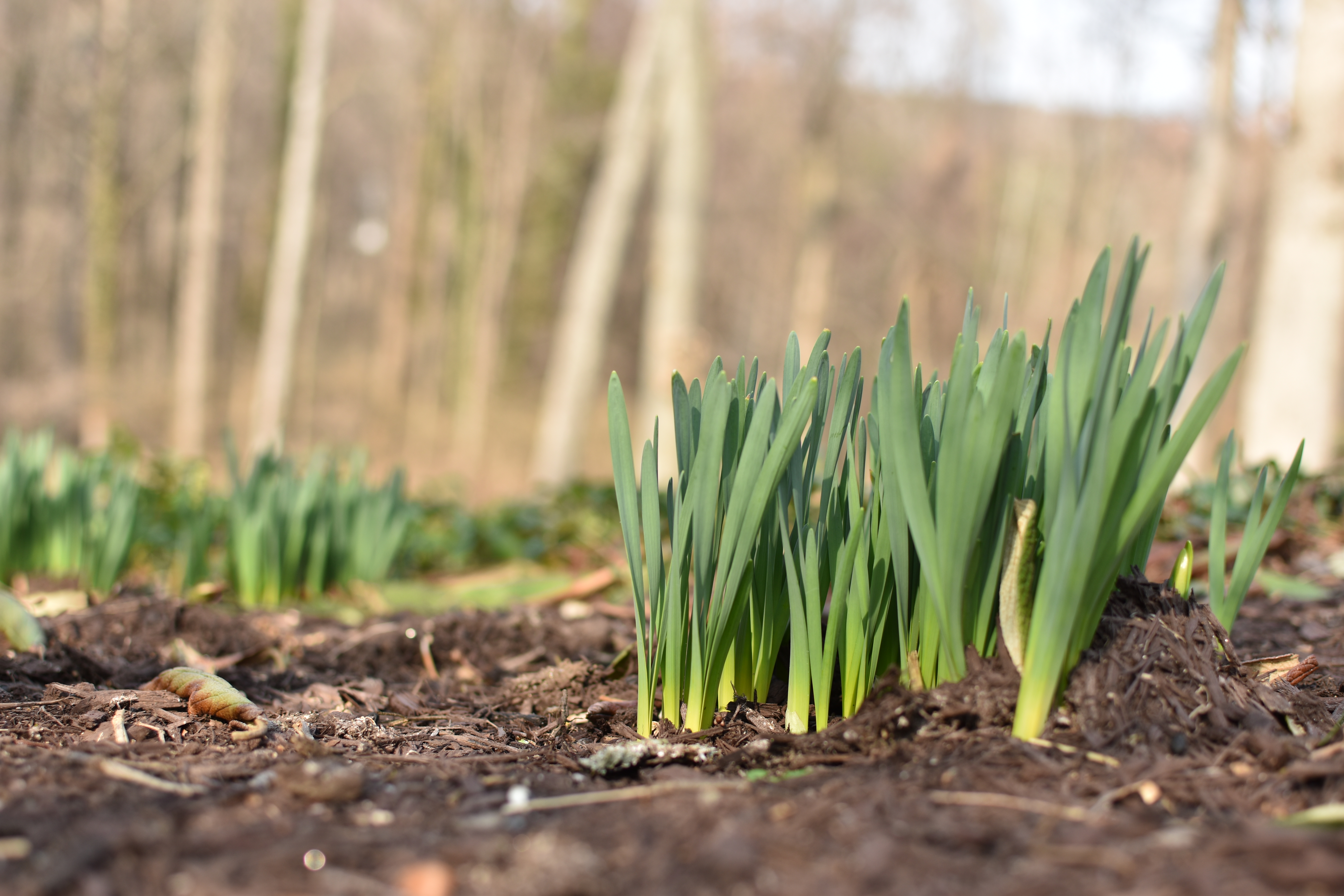 Daffodil shoots in early March