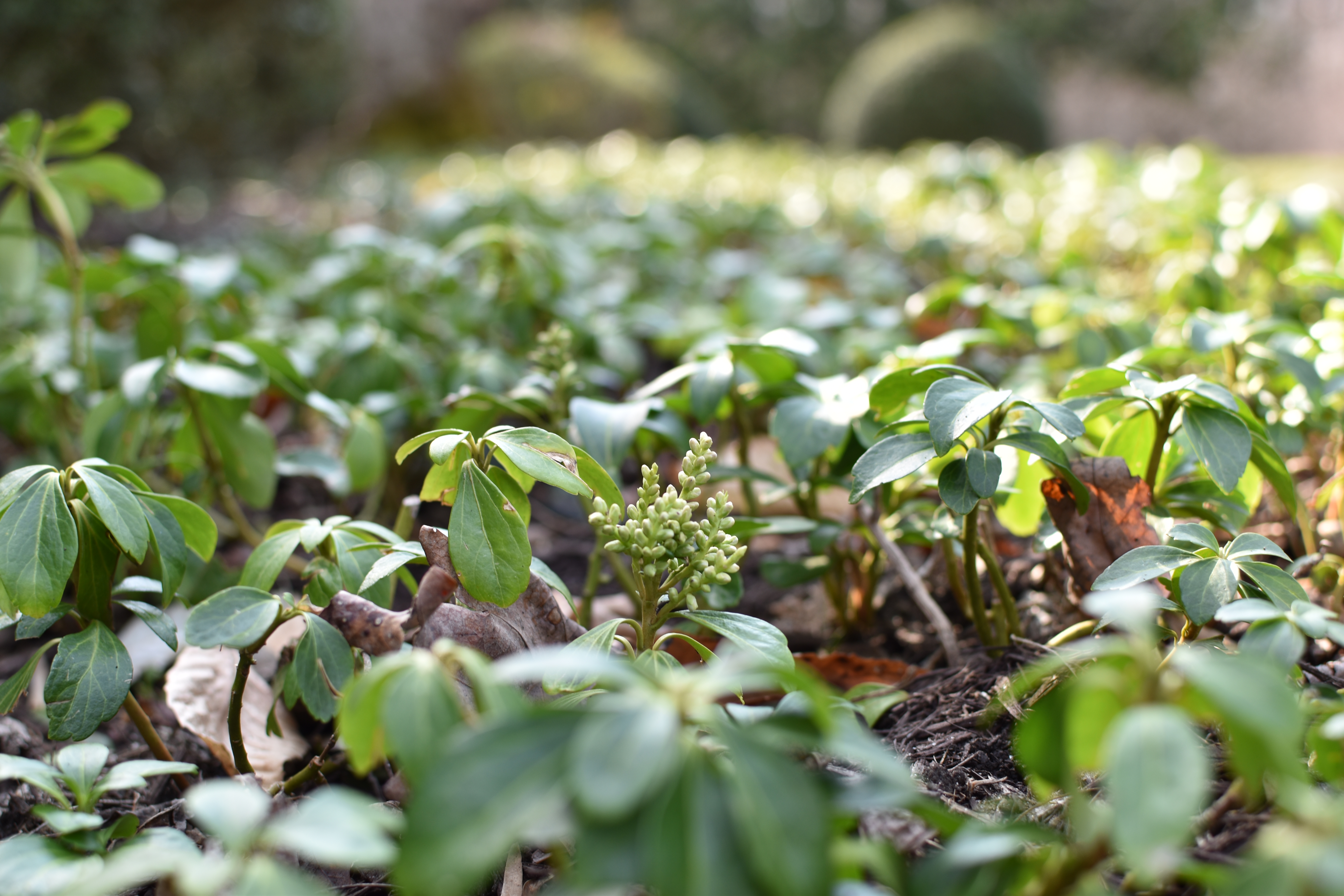 Garden floor in early spring
